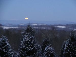 nc christmas tree farms WwTR